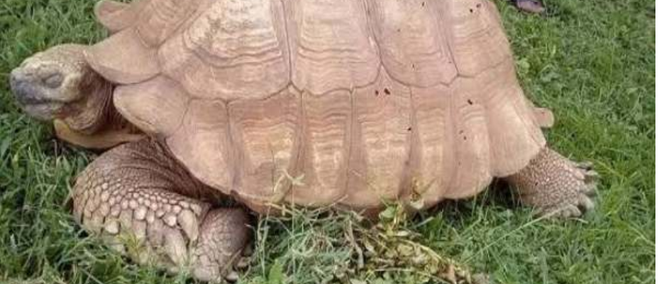 Muere Alagba, la tortuga gigante de 344 años