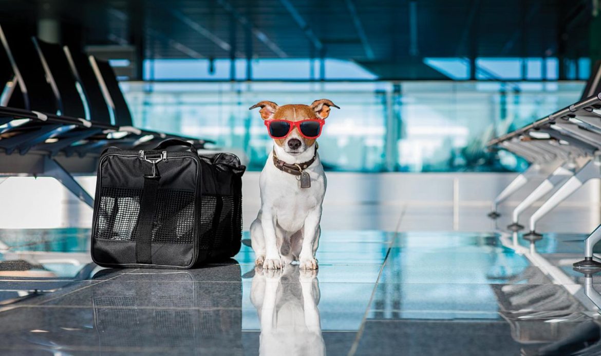 Esto es lo que necesitas para viajar en avión con tu mascota 