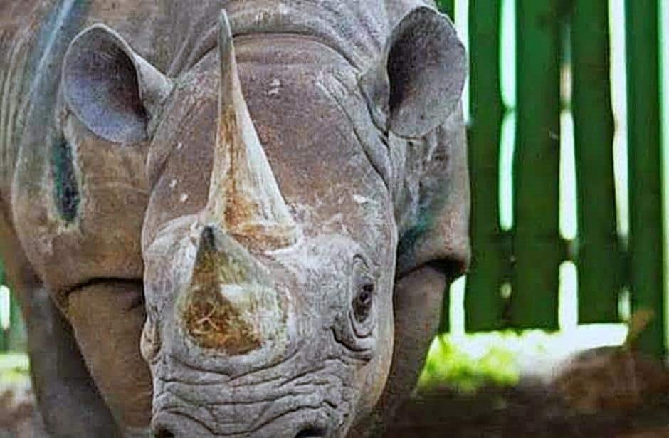 Muere ‘Fausta’, la rinoceronte más vieja del mundo