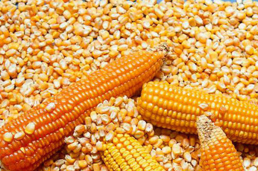 Denuncia SFP desaparición de 95 mil costales de maíz 