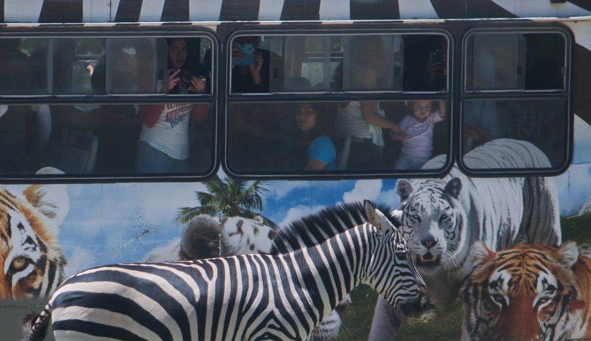 Se cierra al público Africam Safari en Puebla