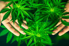 Marihuana podría ser la clave para frenar al Covid-19