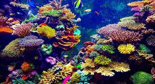 Hoy se conmemora el Día Mundial de los Arrecifes