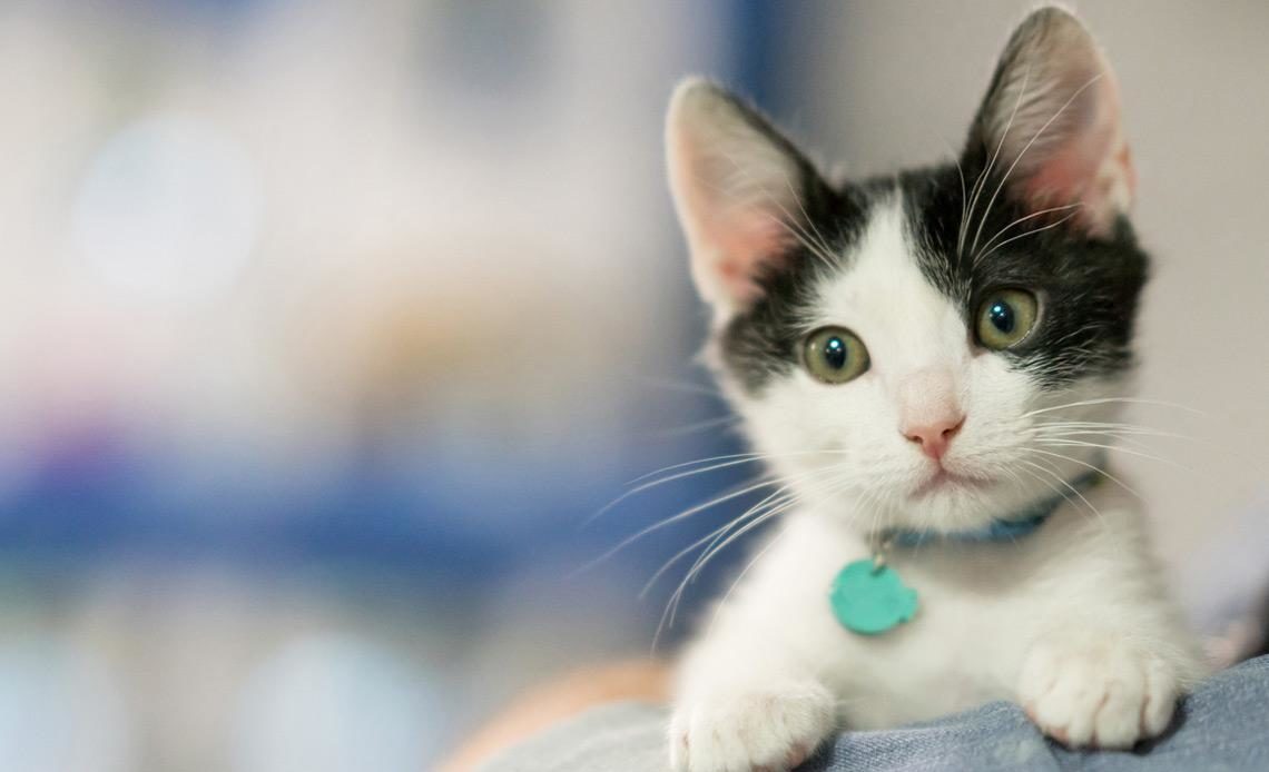 Enciende alarmas en Italia gato que transmite el virus Lyssavirus a su dueña 