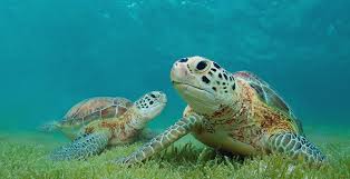 HOY se celebra el Día Mundial de las Tortugas Marinas