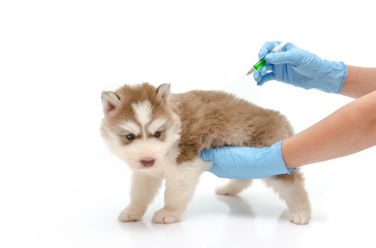 Secretaría de Salud realizará jornada de vacunación antirrábica canina y felina en septiembre