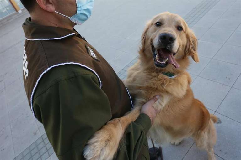 En Chile perros policías  olfatean contagios de COVID-19