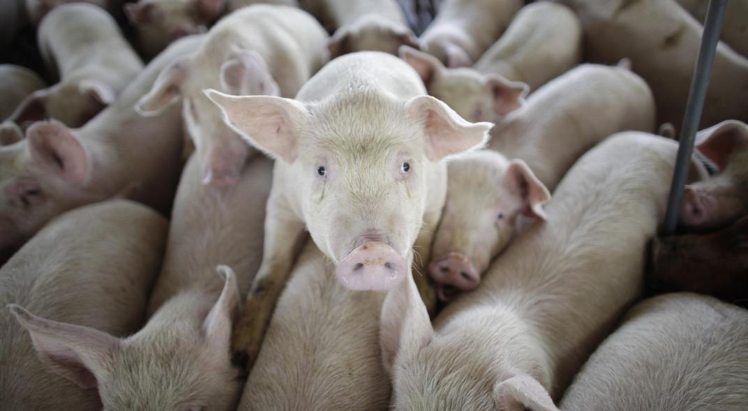 Por brote de gripe porcina se pone en alerta Brasil 