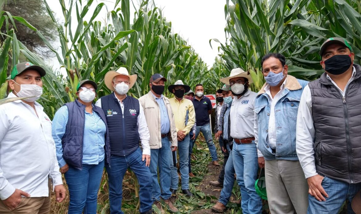 Secretaría de Desarrollo Agropecuario apuesta por tecnologías de alto rendimiento en maíz