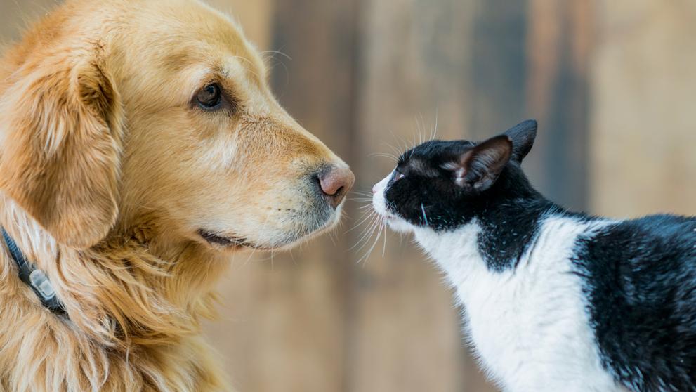 Se realizará Jornada Nacional de Vacunación Antirrábica Canina y Felina 2020
