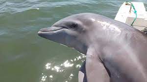 Rescatan delfín en Sinaloa