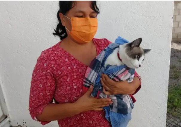 Exitosa semana de vacunación antirrábica para perros y gatos en San Juan del Río