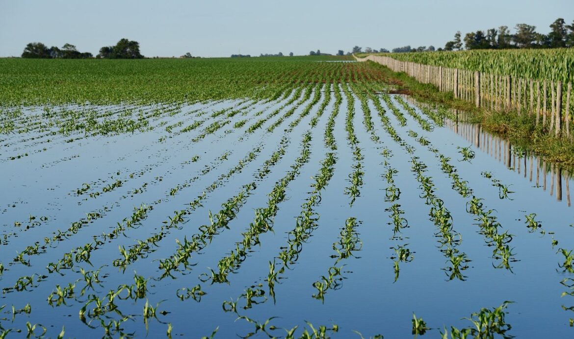 Afectadas 7 mil hectáreas de cultivos por las inundaciones: Sedea