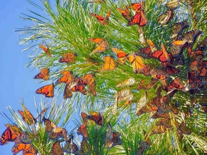 Confían abrir santuarios de la Mariposa Monarca en la tercera semana de noviembre