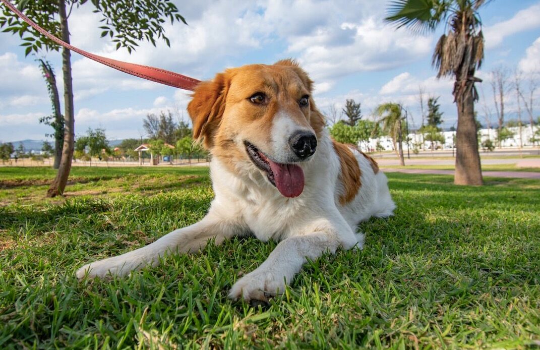 Lanzan curso de adiestramiento canino gratuito en Querétaro