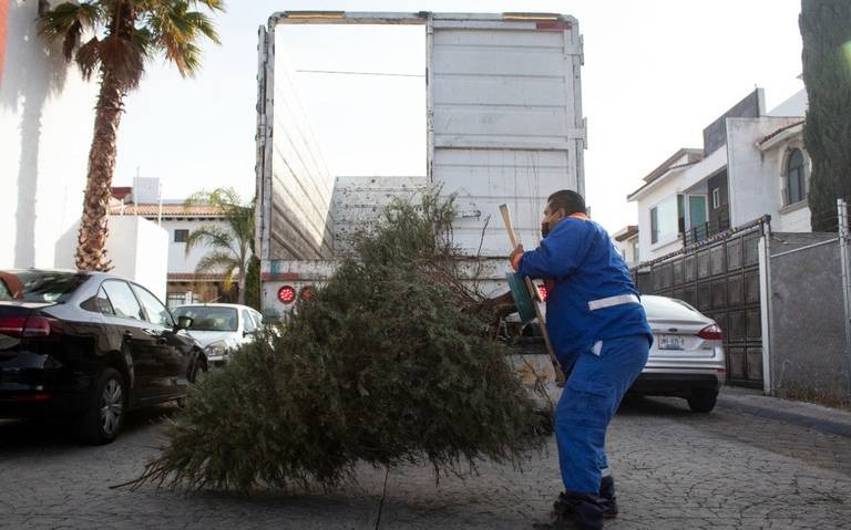 Recolectan 2,100 árboles de navidad en la capital queretana