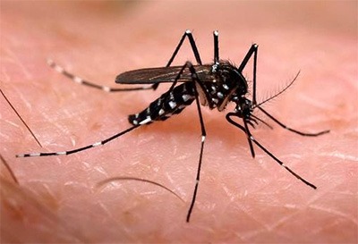 Reportan 4 casos sospechosos de dengue