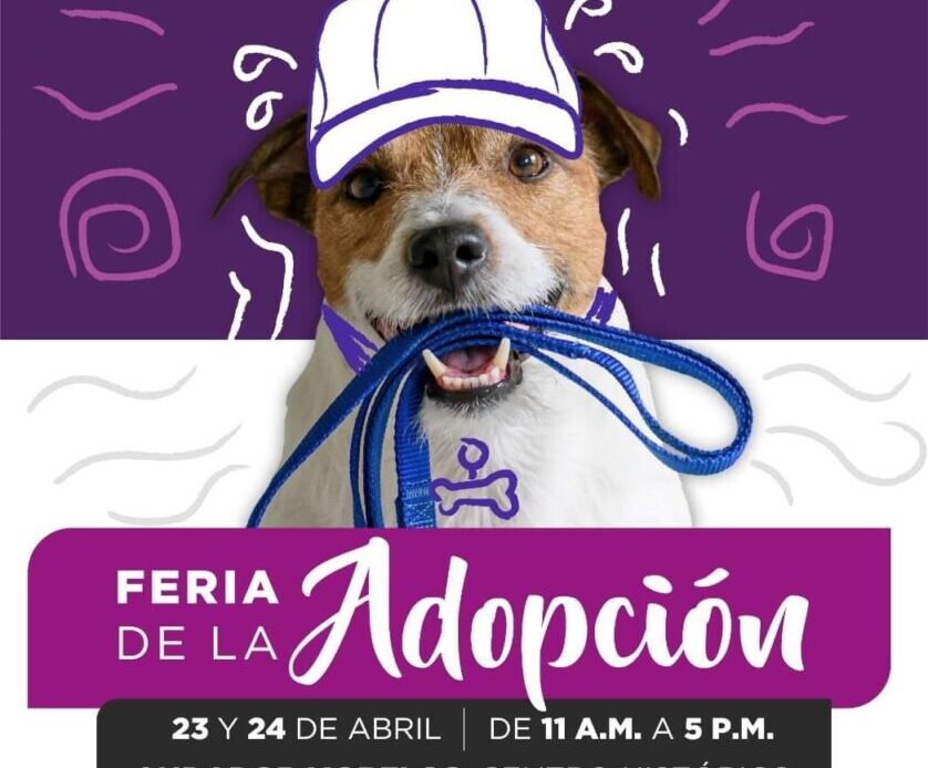 Tequisquiapan realizará Feria de Adopción Canina