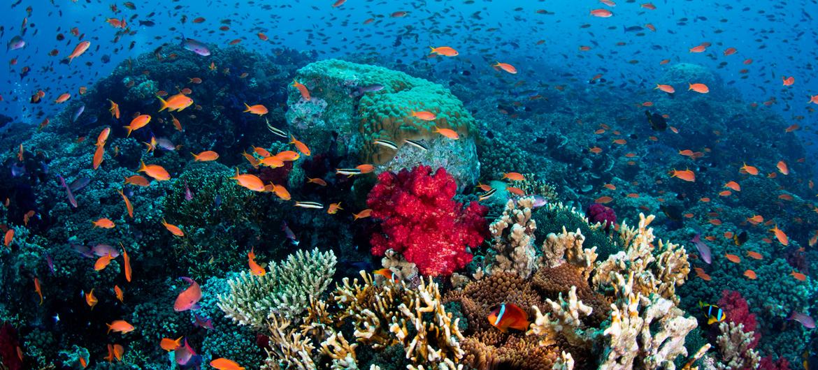 Todos los arrecifes de coral del Patrimonio Mundial pueden desaparecer de aquí a finales de siglo