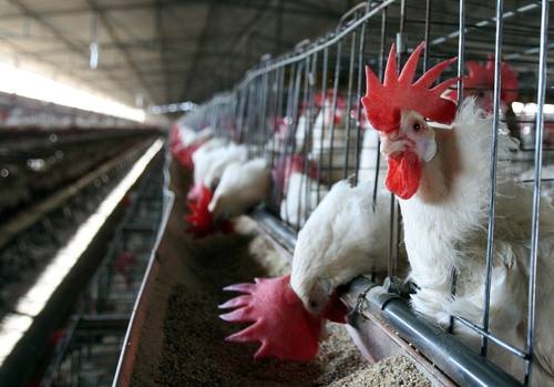 Fortalece Agricultura medidas preventivas ante brotes de influenza aviar en Estados Unidos y Europa