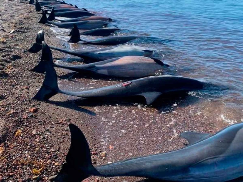 Se varan 30 delfines en playas de La Paz, BCS