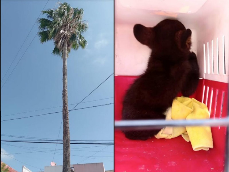 Rescatan a «oso bebé» de lo alto de una palmera en Nuevo León