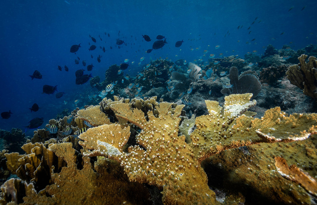 Un millón de corales por Colombia, la mayor restauración de arrecifes oceánicos de América