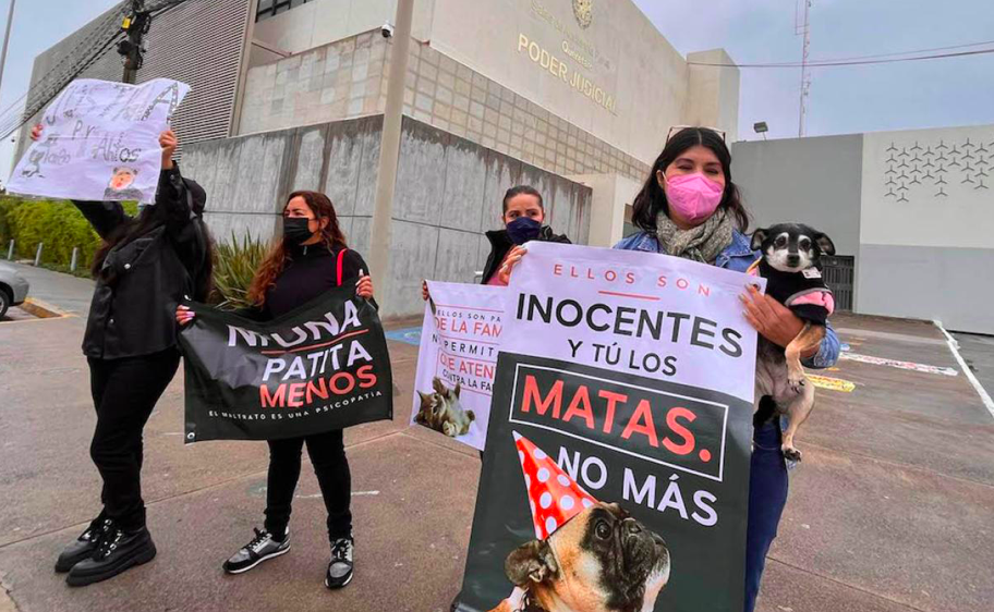 Inicia primer juicio por maltrato animal en Querétaro; piden justicia para Athos y Tango