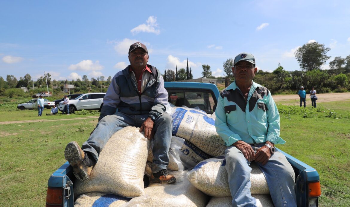 SEDEA entrega 44 toneladas de maíz para consumo humano en Corregidora