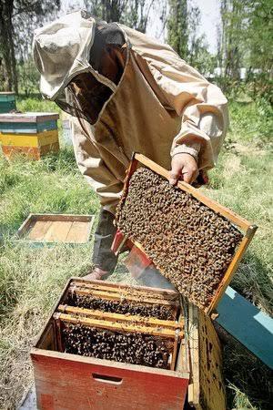 Impulso a apicultores capitalinos