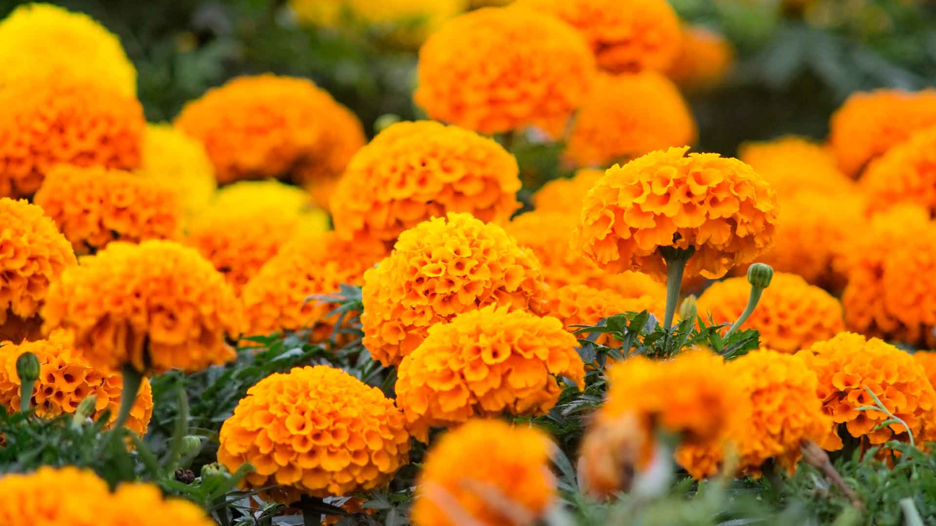 3 tipos de flores que no deben faltar en tu ofrenda o altar del Día de  muertos – Vota Querétaro