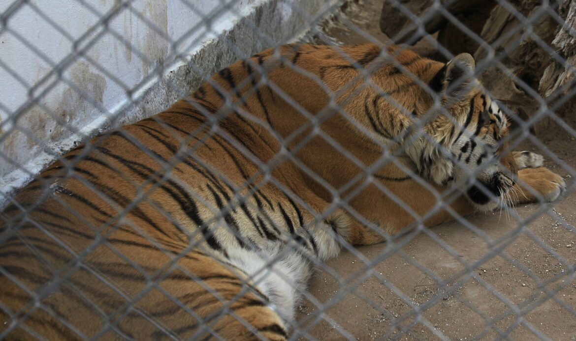 Trasladarán a dos tigres rescatados de Black Jaguar-White Tiger a Ciudad Juárez