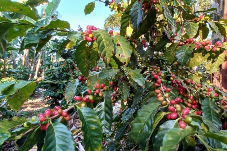 Con buenas perspectivas, inicia cosecha de café en Veracruz y otros estados productores