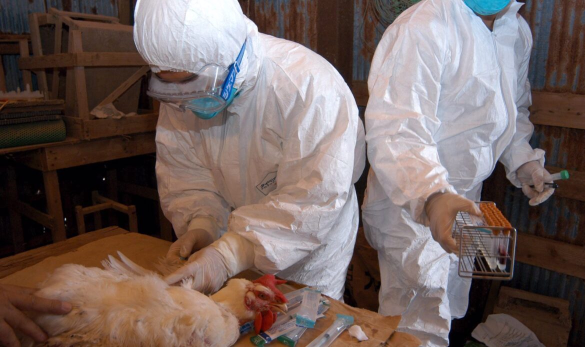 Ordenan el sacrificio de 40 mil pollos en Japón por gripe aviar