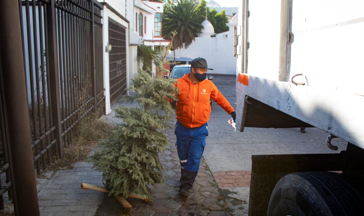 Arranca campaña para recolección de árboles navideños este lunes en el municipio de Querétaro