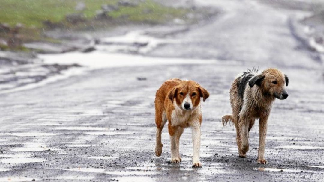 Fundación busca disminuir abandono de animales en San Juan del Río