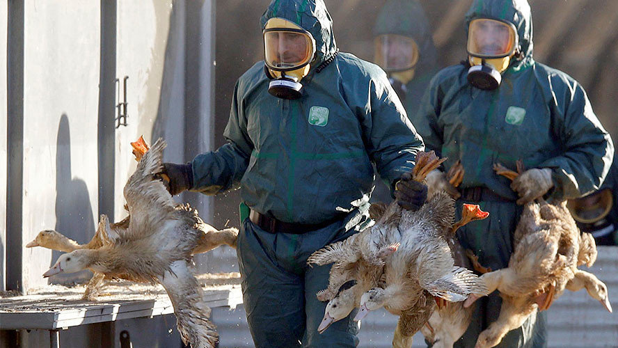 Gripe aviar: ¿Alerta por nueva pandemia?