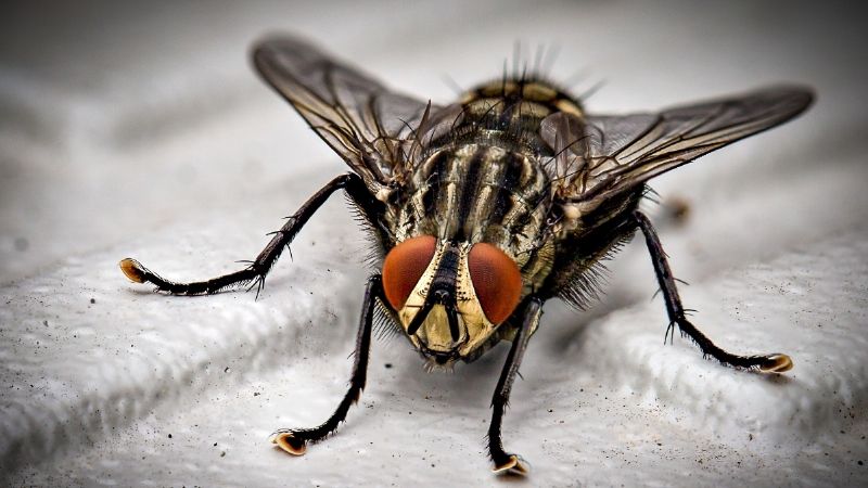 Evita que las moscas lleguen a tu cocina con este remedio casero