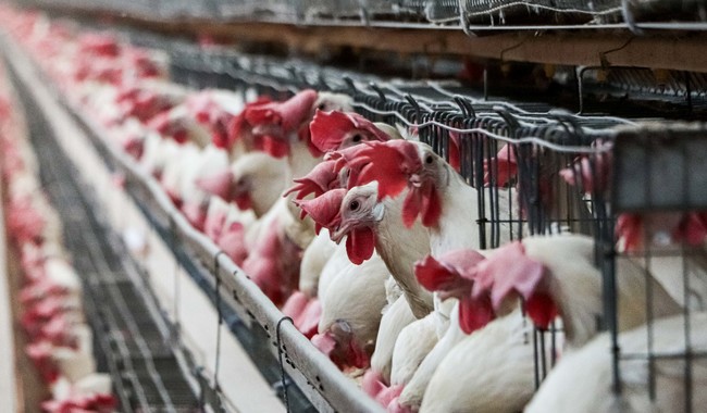 Retiran cuarentena a la avicultura de Yucatán; sin focos activos de influenza aviar AH5N1 en México