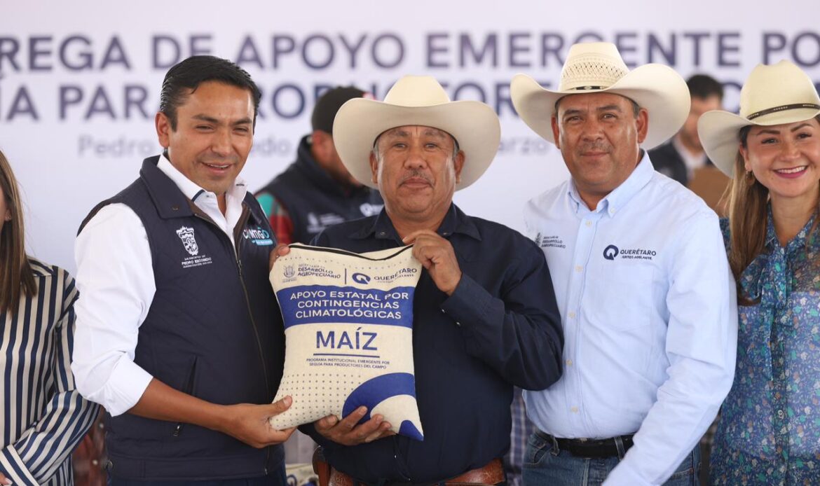 Apoya SEDEA con maíz a 426 productores de Pedro Escobedo