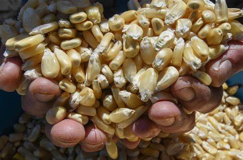 AMLO advierte sobre panel si no hay acuerdo con EU sobre maíz transgénico