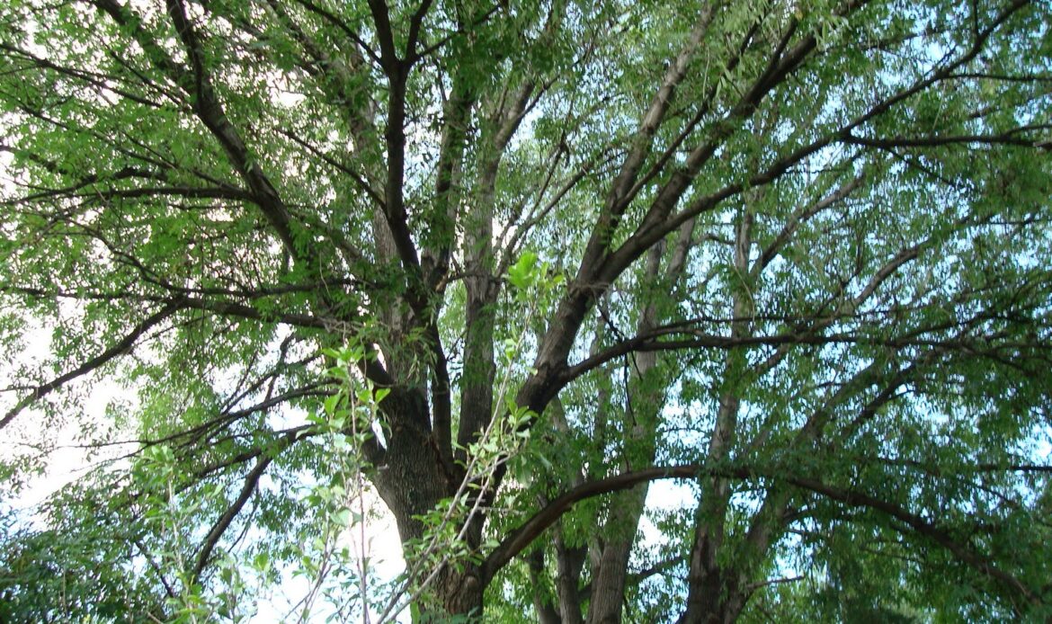 <strong>Siembran en 2 meses 400 mil árboles en Querétaro</strong>