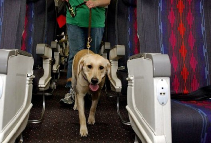 Pasajeros de avión pueden viajar con mascota
