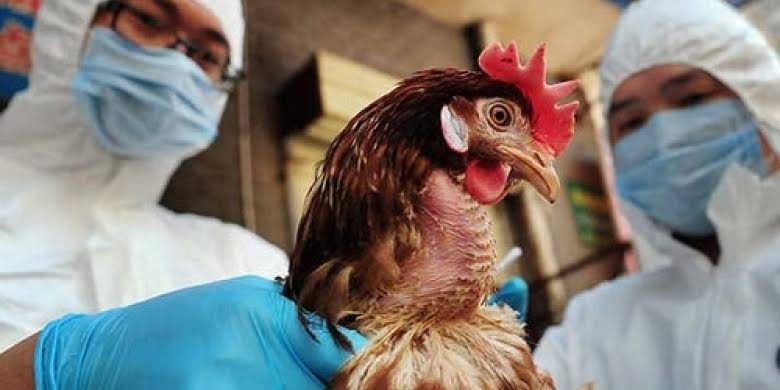 Detectan influenza aviar AH5N1 en Aguascalientes