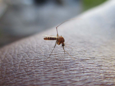 Alerta la OMS de las enfermedades transmitidas por mosquitos