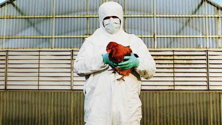 Registran primera muerte por gripe aviar H3N8