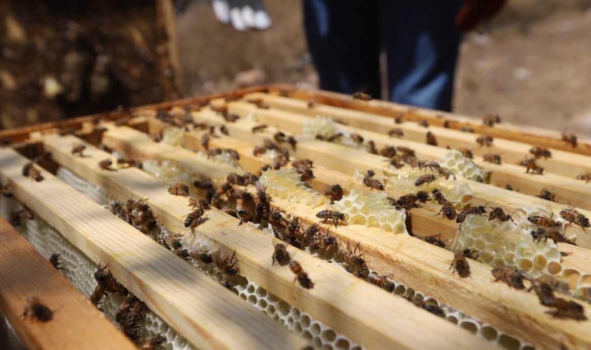 Atiende SEDEA a apicultores de Querétaro