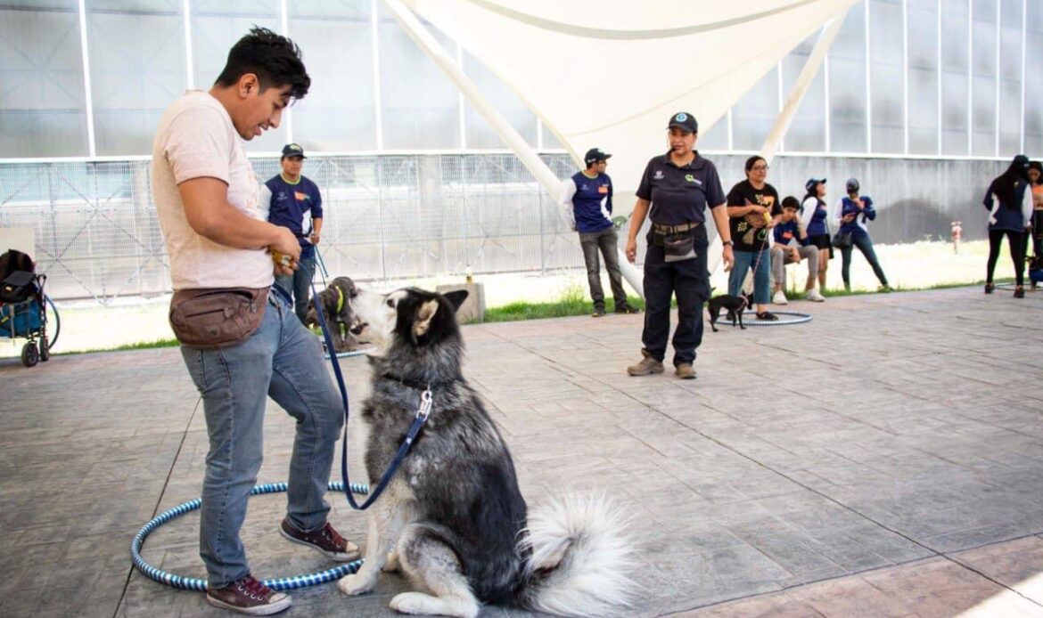 Municipio de Querétaro anuncia mega jornada de protección animal