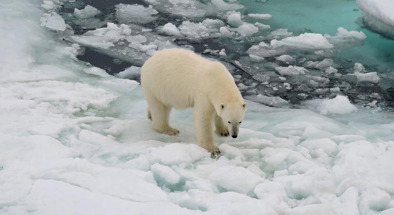 Científicos piden una acción urgente ante el rápido cambio del Ártico y el Antártico