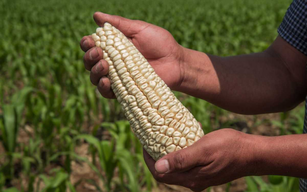 Secretaría de Economía defenderá posición de México en consultas sobre maíz biotecnológico solicitadas por EEUU
